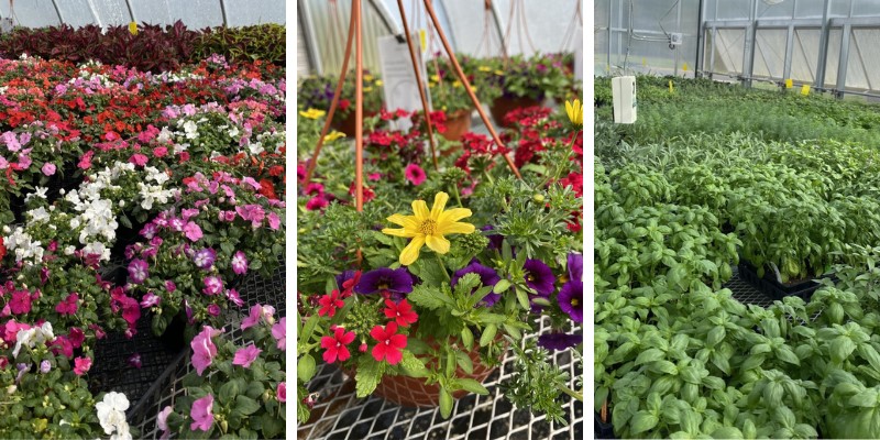 Plants in TCC's greenhouses on the Chesapeake Campus.